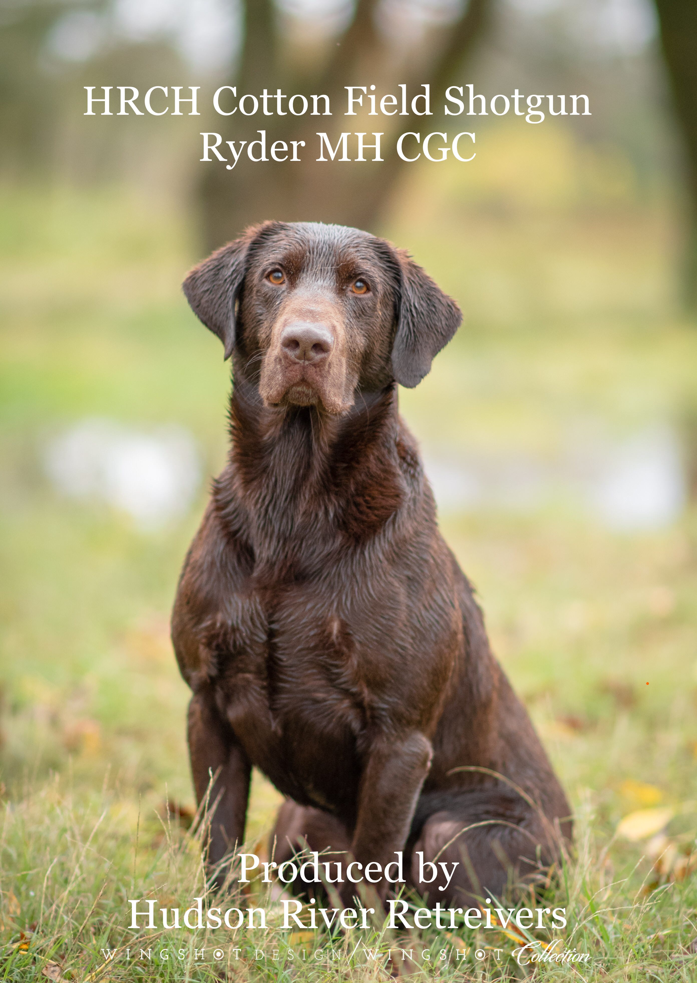 HRCH Cotton Field Shotgun Ryder CGC      MH | Chocolate Labrador Retriver