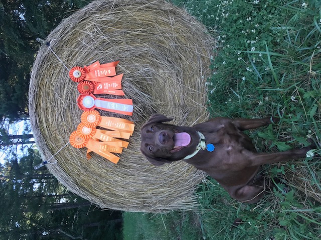 HRCH  UH Big Creek Blueberry Biscuit MH | Chocolate Labrador Retriver