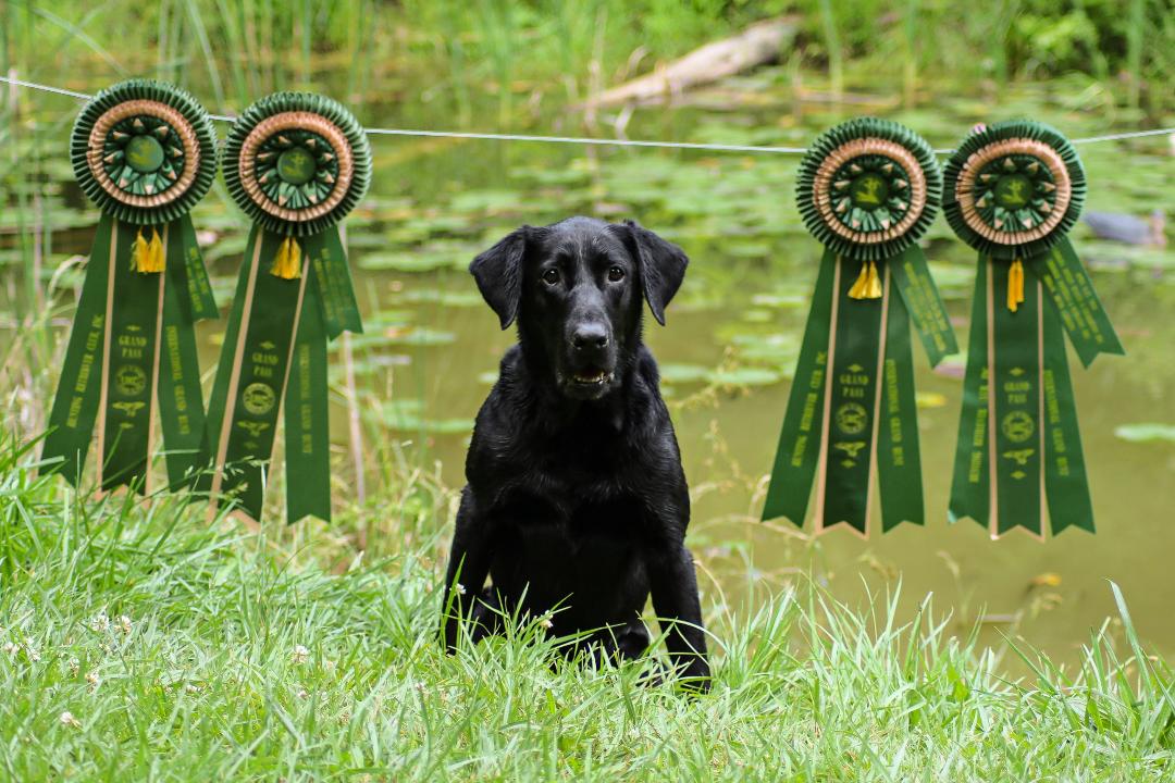 GRHRCH UH (4) HOF Grady&pep's Bad Motor Scooter MH | Black Labrador Retriver