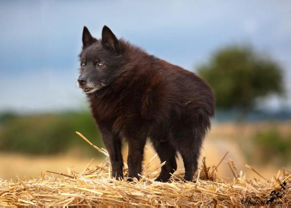 Nil d'Aquila Meldensis | Schipperke 