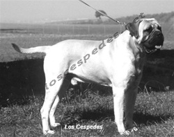 Somogyvari Vitez Fred | Bullmastiff 