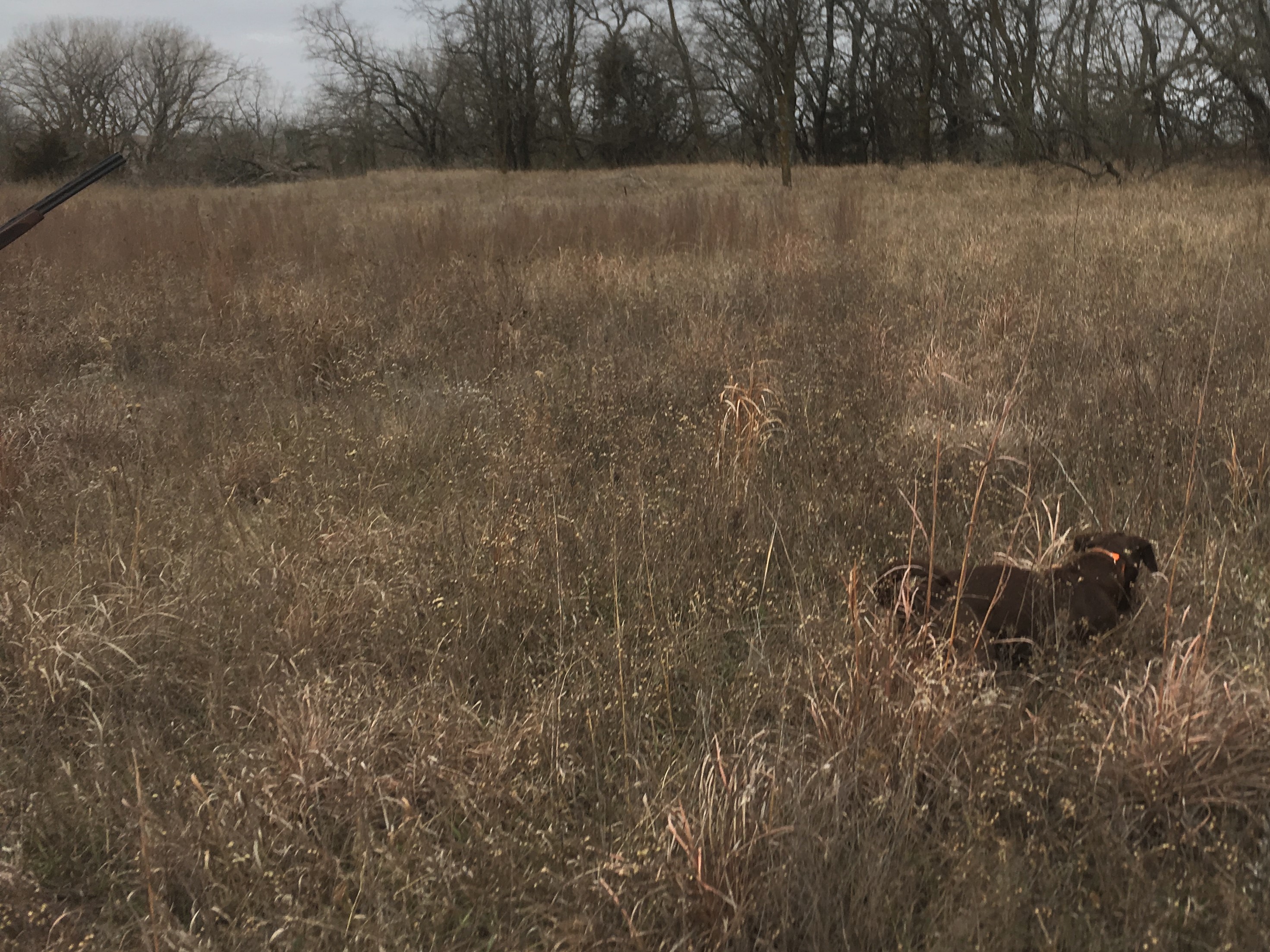 CPR Grunloh's Hpk Crazy Daisy | Chocolate Labrador Retriver