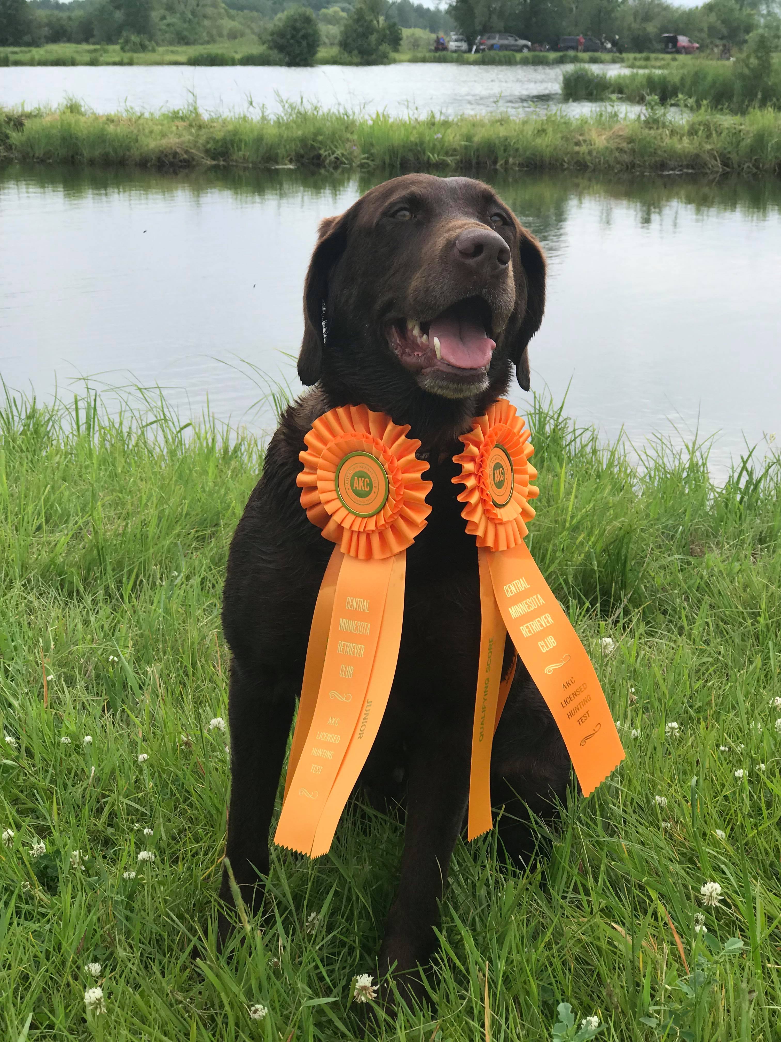 SHR  NorthernWoods All-American Remington JH | Chocolate Labrador Retriver