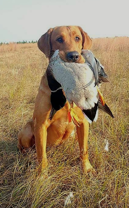 Silverbrook's Ace MH | Yellow Labrador Retriver