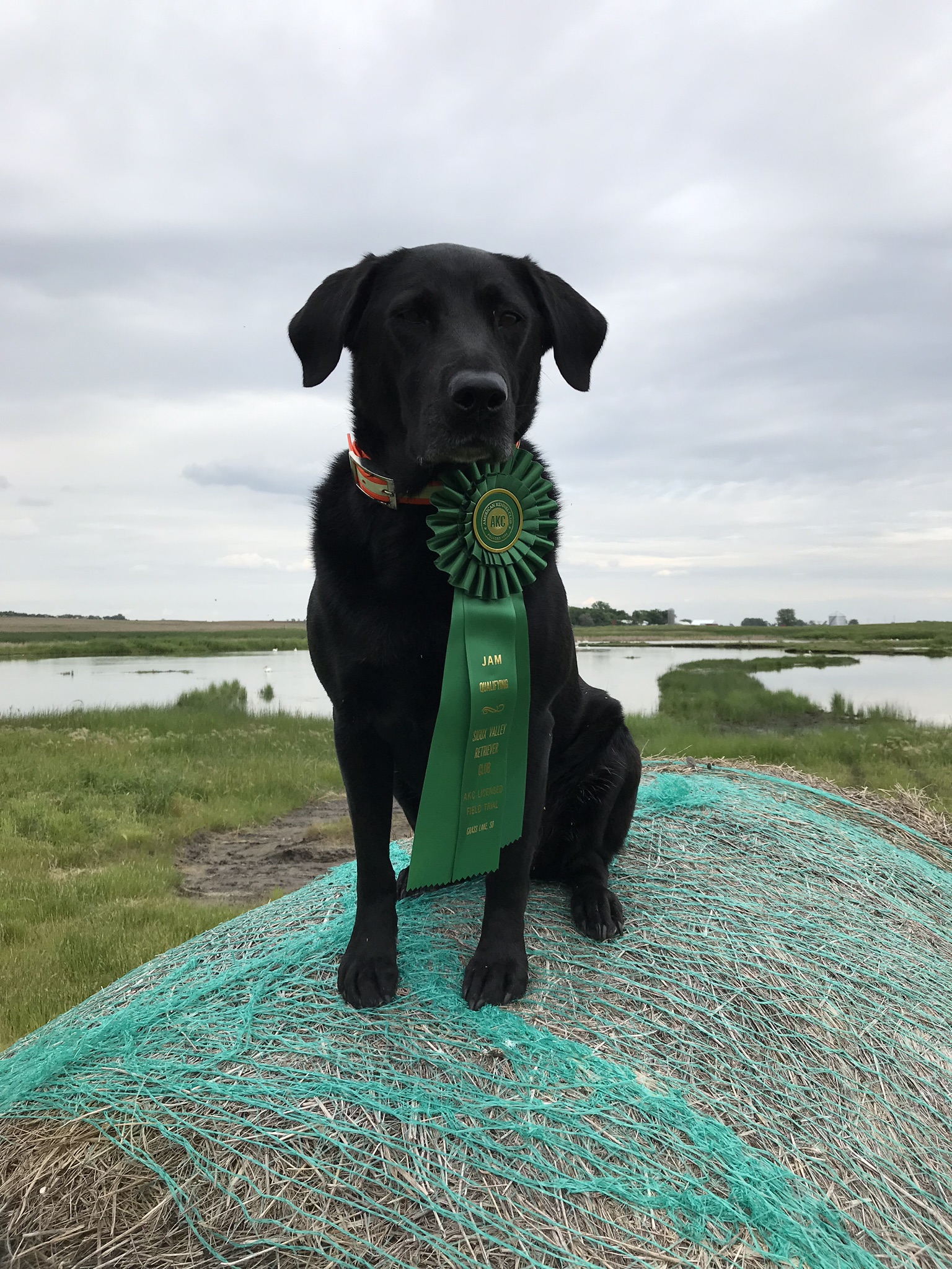 HRCH Loon Lakes Nearson Knockout SH | Black Labrador Retriver