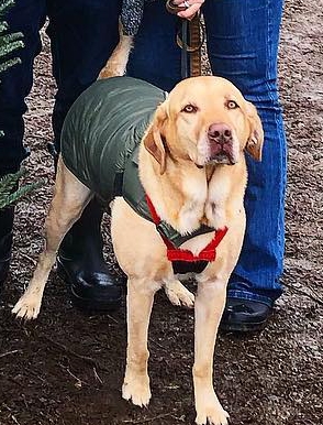 Dasher | Yellow Labrador Retriver