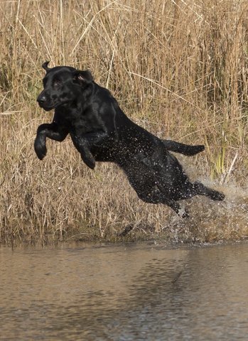 Turtlecreek's Who Loves Ya Frankie P MH | Black Labrador Retriver