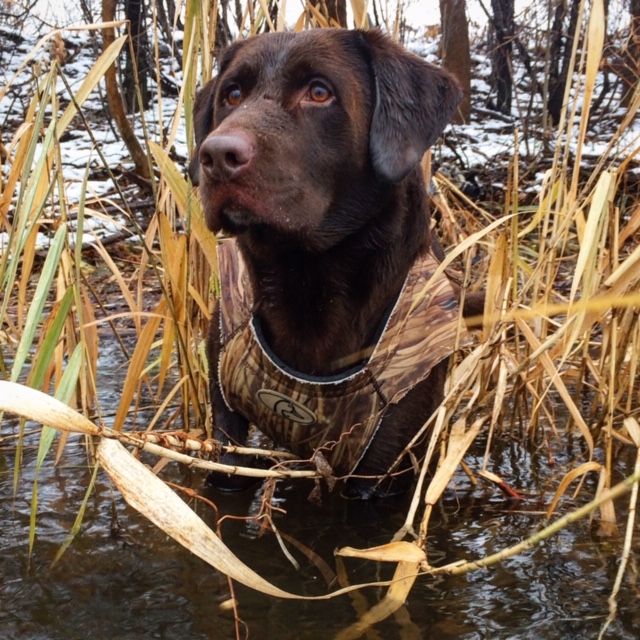 SHR My Wife’s Concession  SH | Chocolate Labrador Retriver