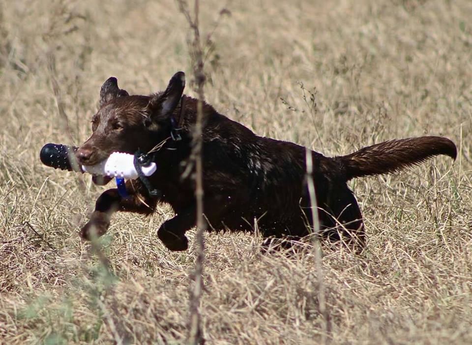 C&C's Whispers On The Bayou | Chocolate Labrador Retriver