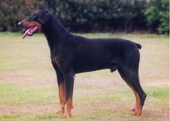 Joey Joël v.d. Bielshoeve | Black Doberman Pinscher