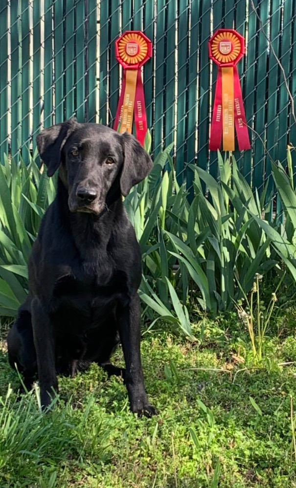 HRCH Black Max's Maxximum Explosion | Black Labrador Retriver