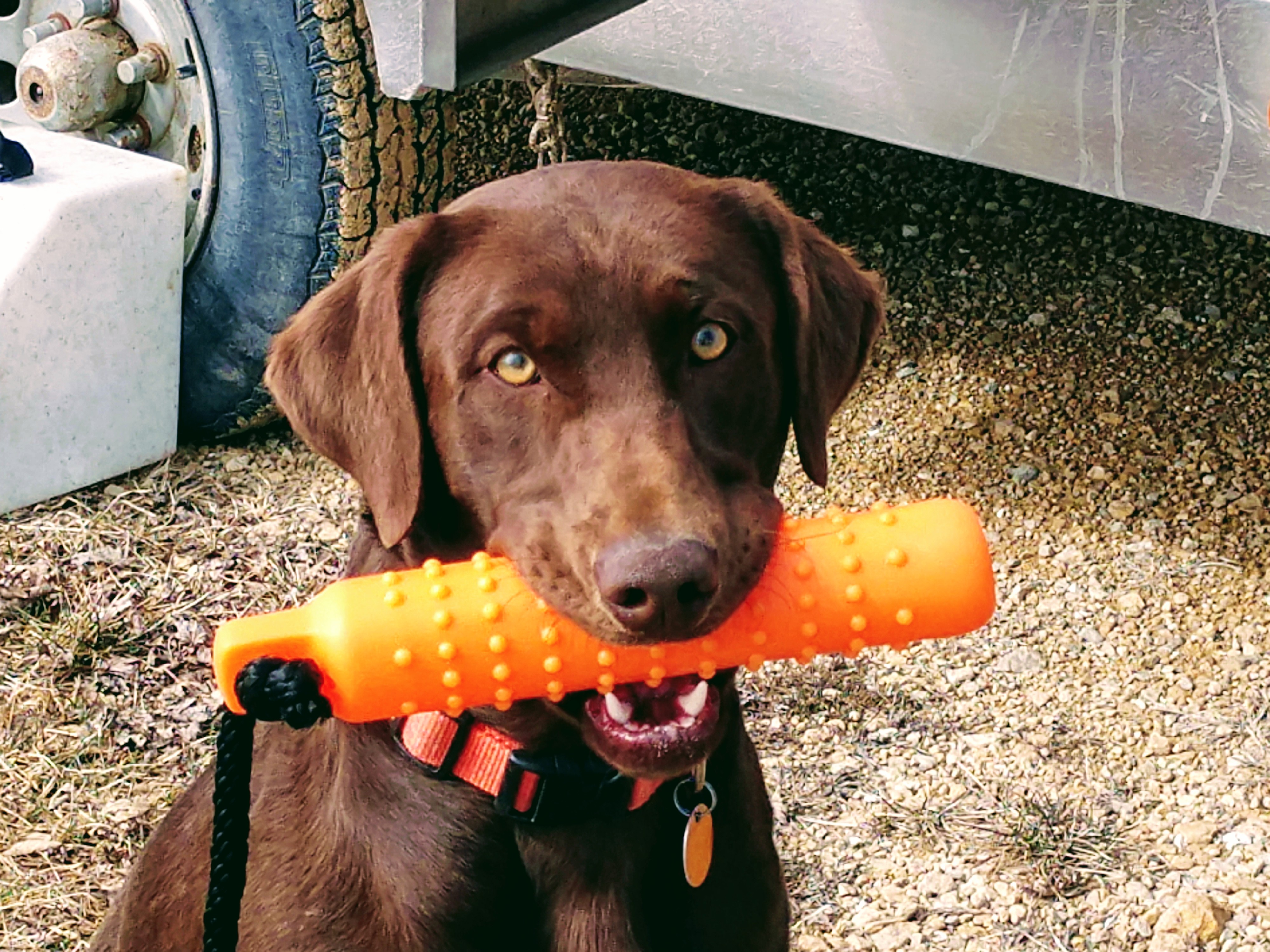 HRCH UH Rapparees Mountain Man | Chocolate Labrador Retriver