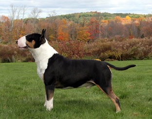 Buoy's Tri To Fly At Skyline ROM | Bull Terrier 