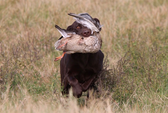 HRCH Simons' Run Miss. River Run | Chocolate Labrador Retriver