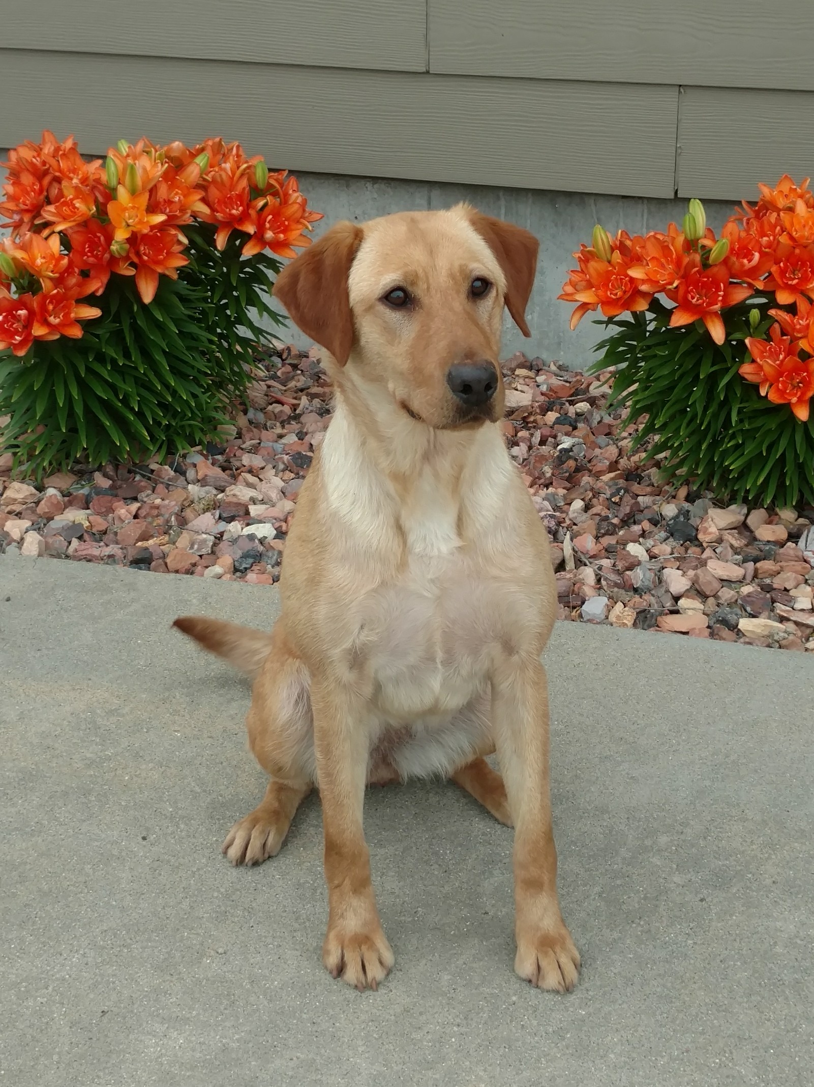 Long Spur's Dakota Waves of Grain  MH | Yellow Labrador Retriver