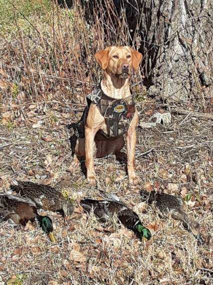 GMPR WR Baier's Lady Skye's the Limit | Yellow Labrador Retriver