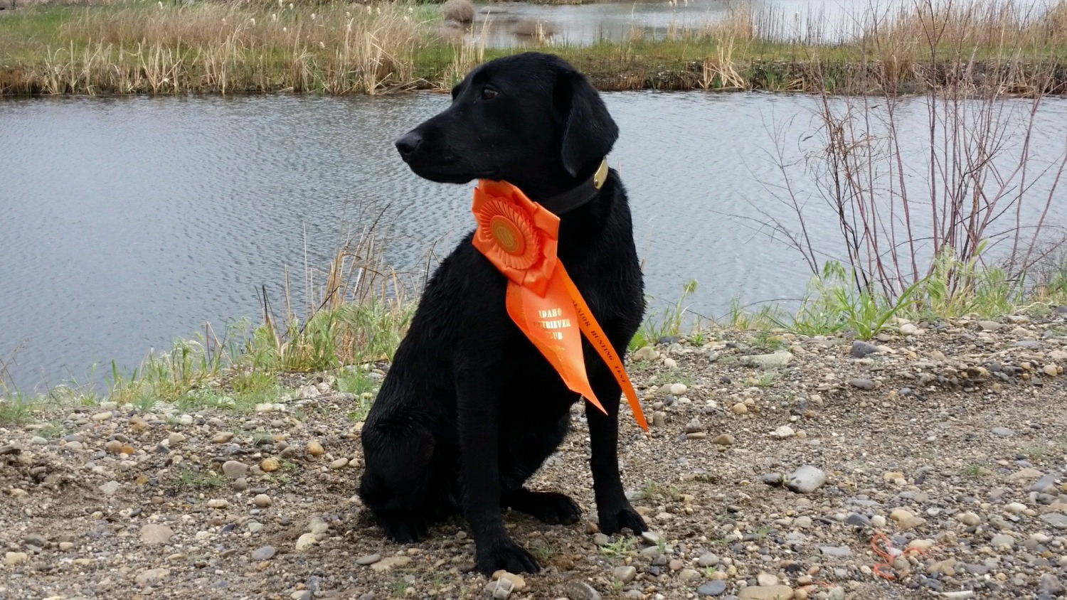 CPR HC's Little River Dancer Annie MH QAA | Black Labrador Retriver