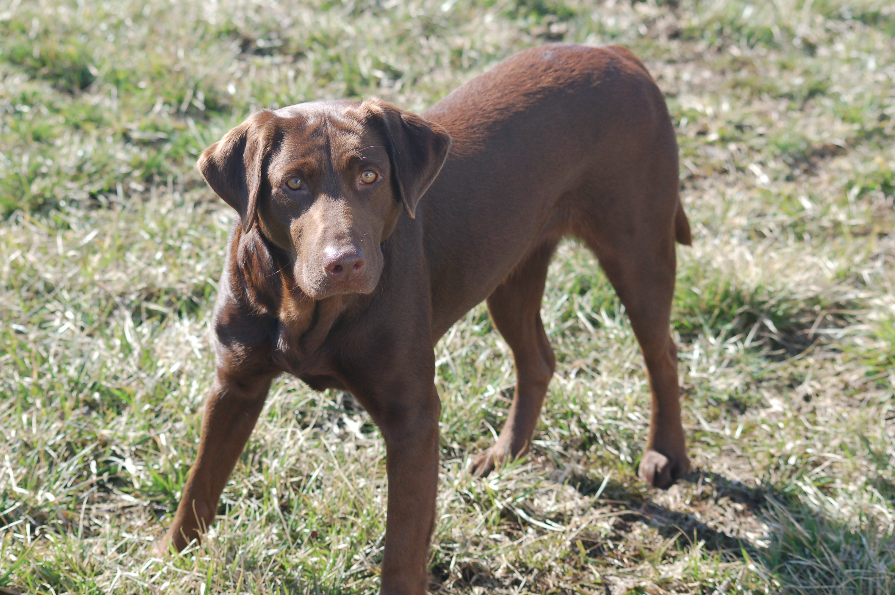 HR UH Wind Wagons Sin City | Chocolate Labrador Retriver