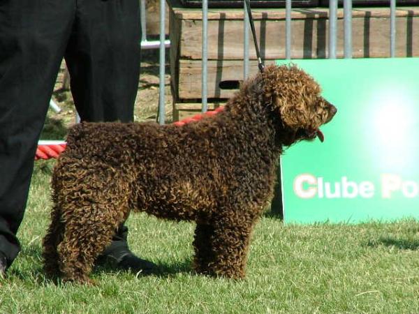 Betis de Fraguel's | Spanish Water Dog 