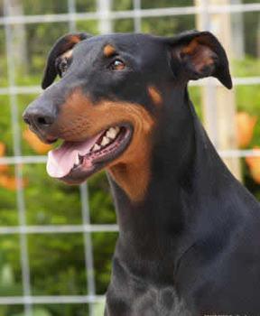 Araya v.d. Fivelborgh | Black Doberman Pinscher