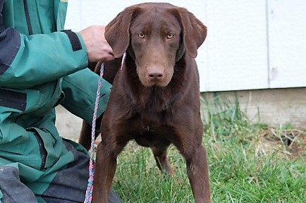 HRCH UH Wind Wagons Big D | Chocolate Labrador Retriver