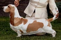 Topsfield-Sanchu Dior O'Cloverhill | Basset Hound 