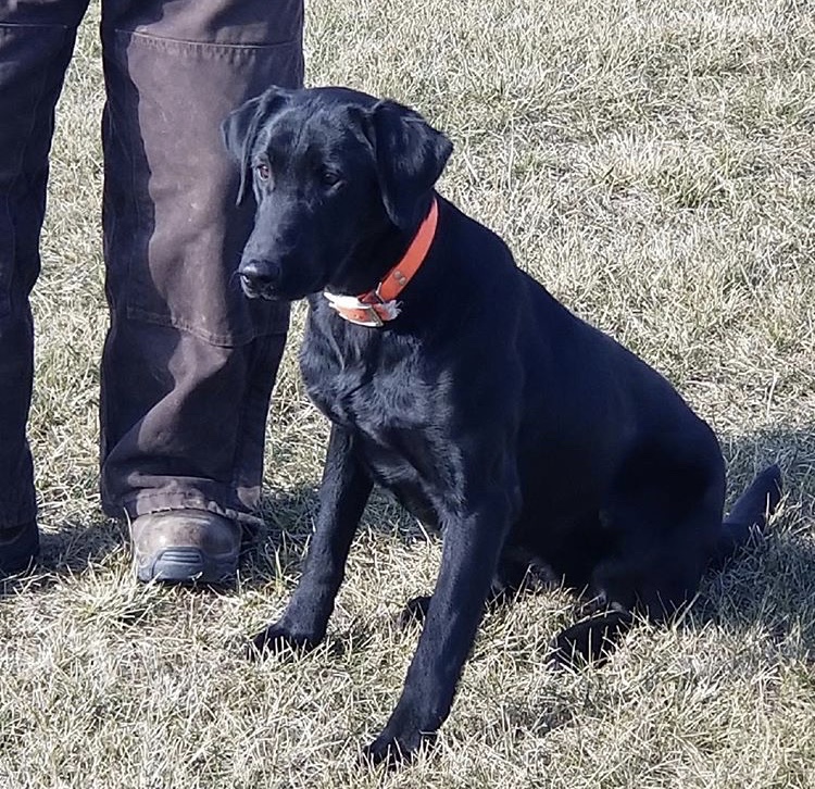 HRCH Ridgetop's Hollywood Dream | Black Labrador Retriver