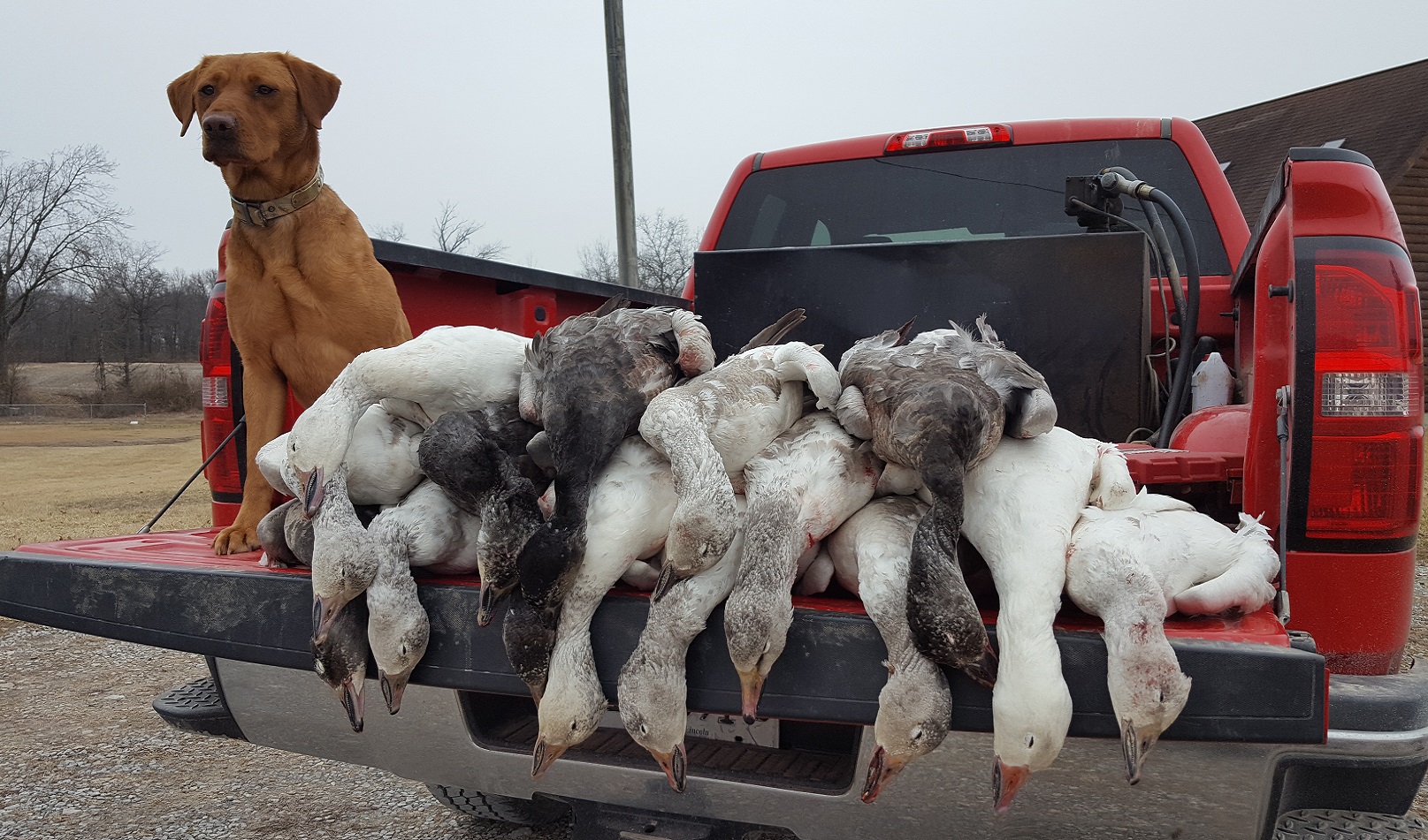 DUCKPUP'S LIL JO | Yellow Labrador Retriver