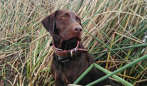 Sadie Rose Da Serra | Chocolate Labrador Retriver