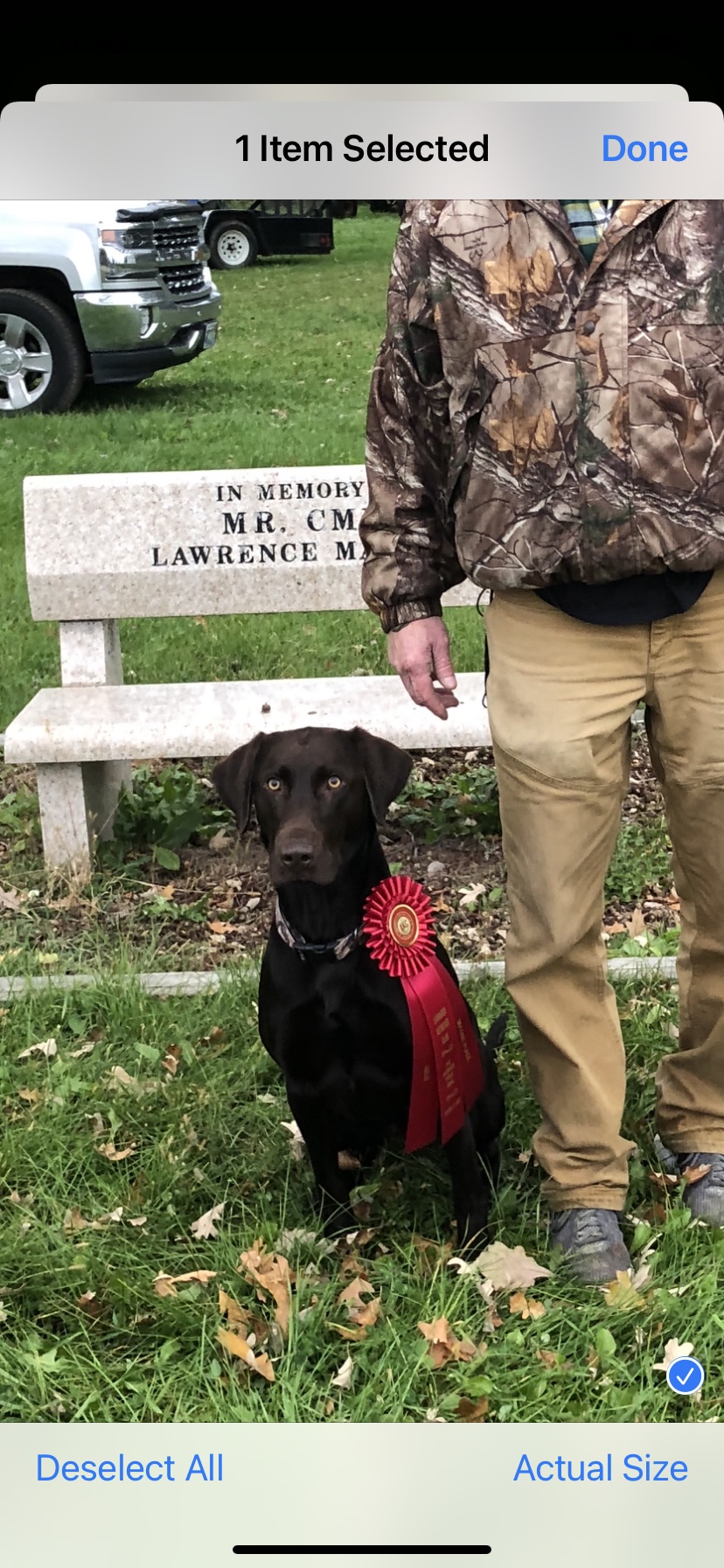 Jagger's Ruff-N-Ready Roadtrip QA2 | Chocolate Labrador Retriver