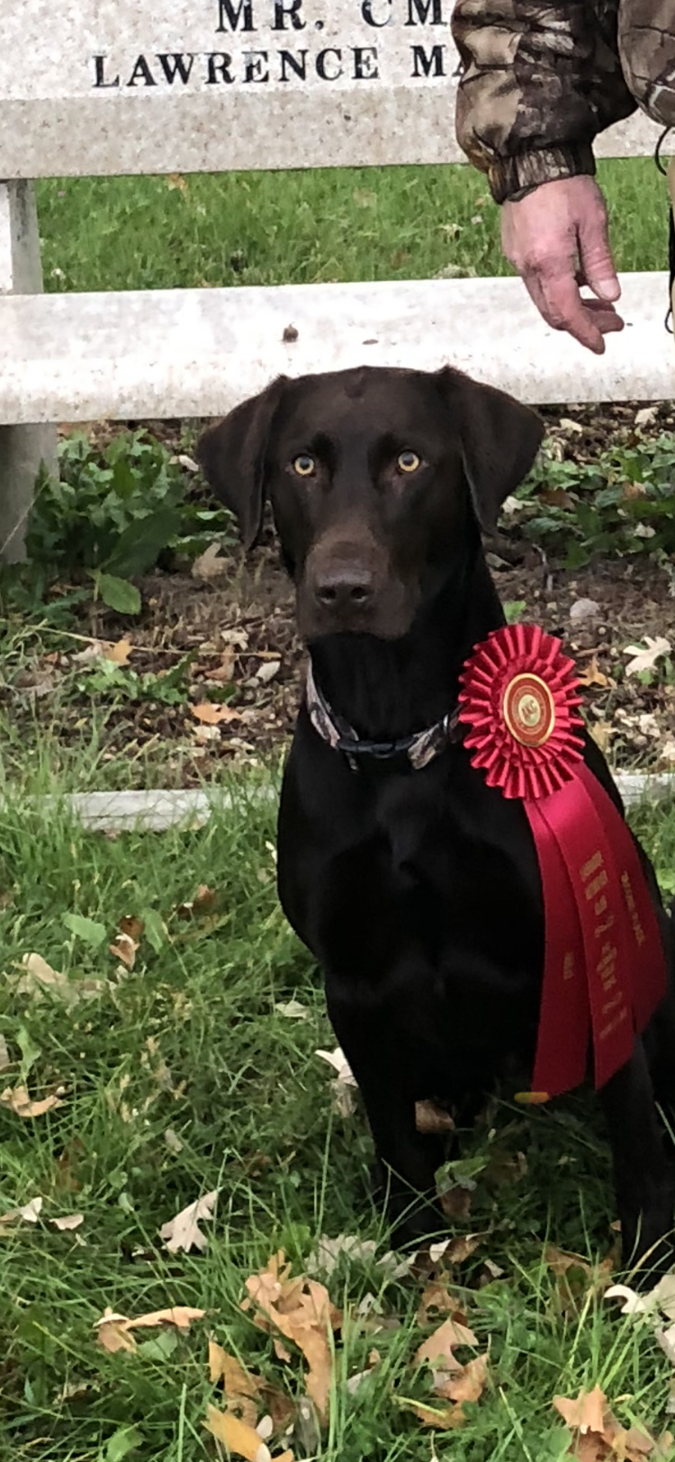 Jagger's Ruff-N-Ready Roadtrip QA2 | Chocolate Labrador Retriver