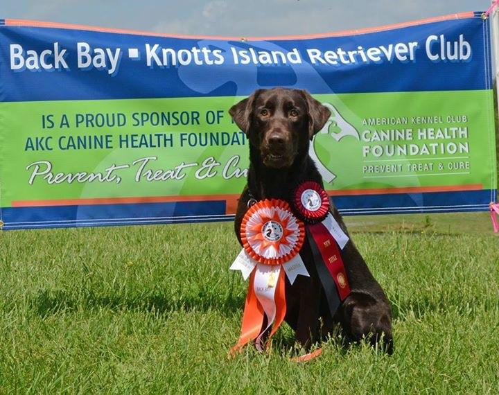 Goose Creek's Farm Gator Point Cajun MH | Chocolate Labrador Retriver