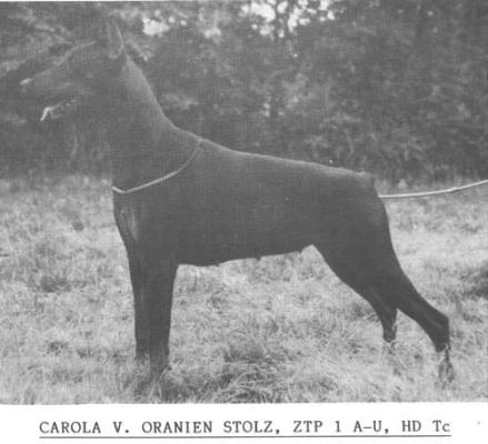 Carola v. Oranien Stolz | Black Doberman Pinscher