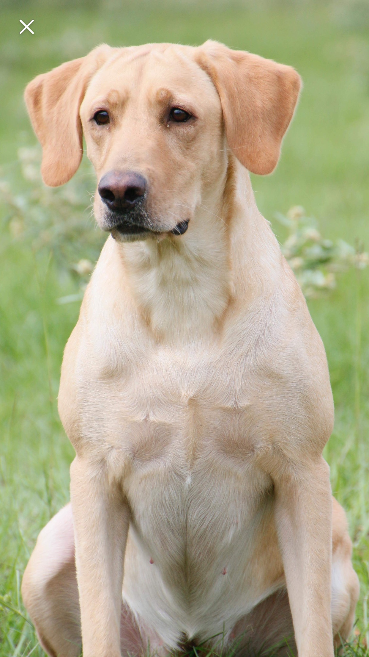 HRCH Themma Some Sweet Buns | Yellow Labrador Retriver