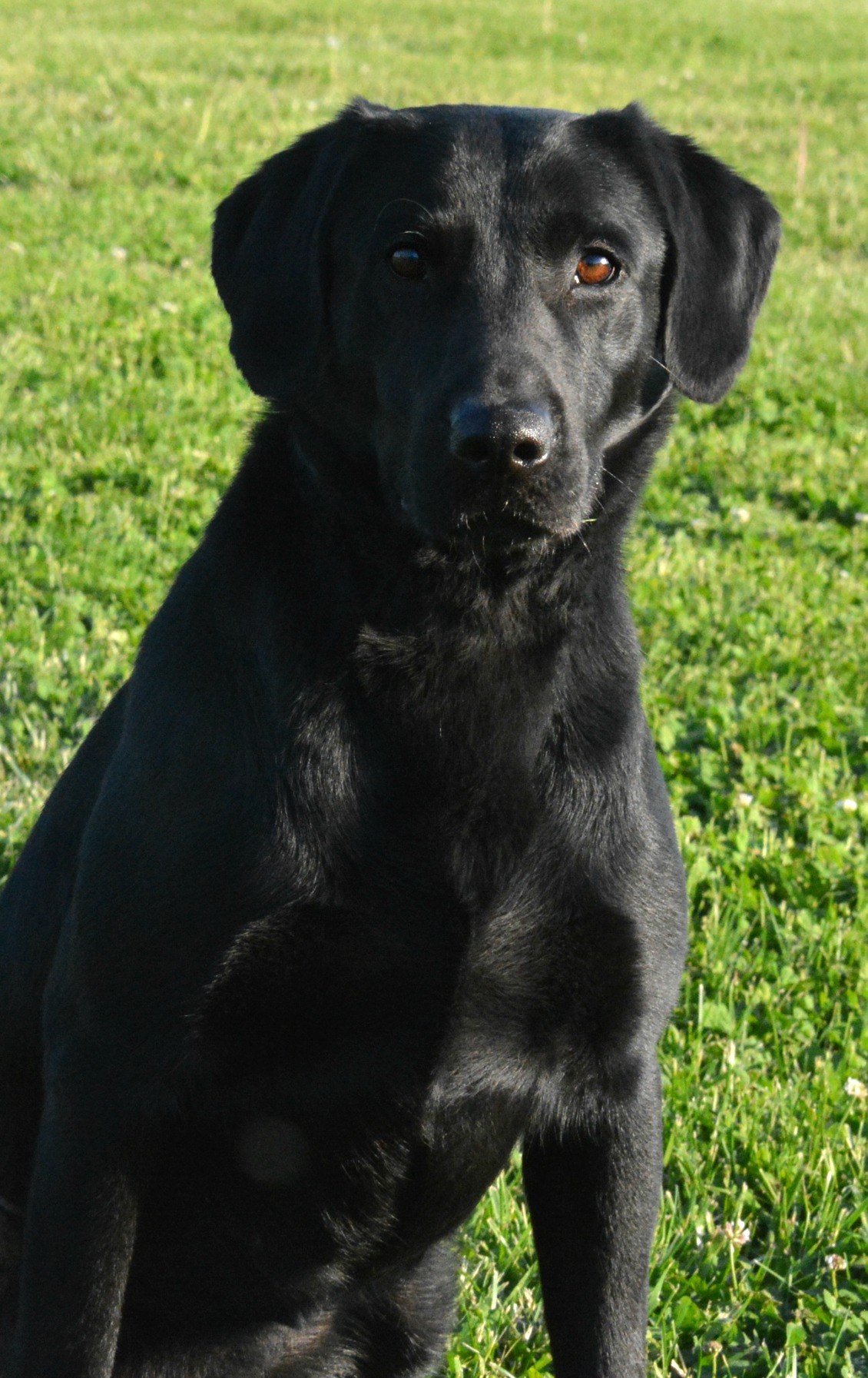 HRCH Rebel Ridge Devil On The Water MH | Black Labrador Retriver