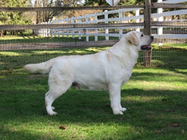 CH Devonshires Huckleberry Finn | Yellow Labrador Retriver