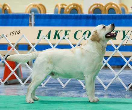 GCH   Tabathas Sunfest Decker | UNKN Labrador Retriver