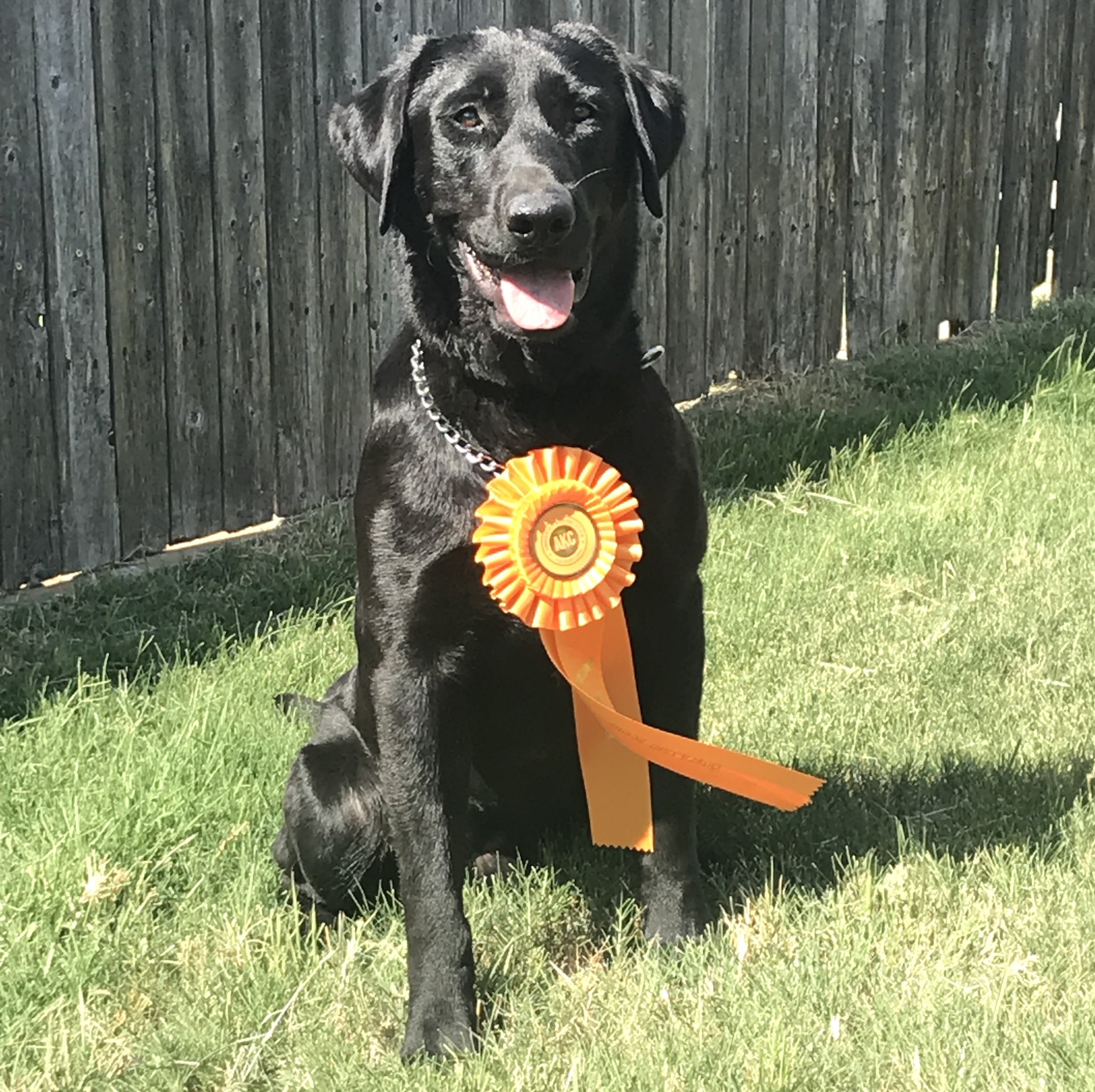 CCR's Ace Marksman MH | Black Labrador Retriver