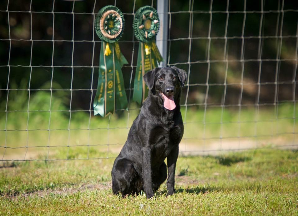 SRSC GRHRCH  Swamp Creek Runnin On Ultra Lite MH QAA | Black Labrador Retriver