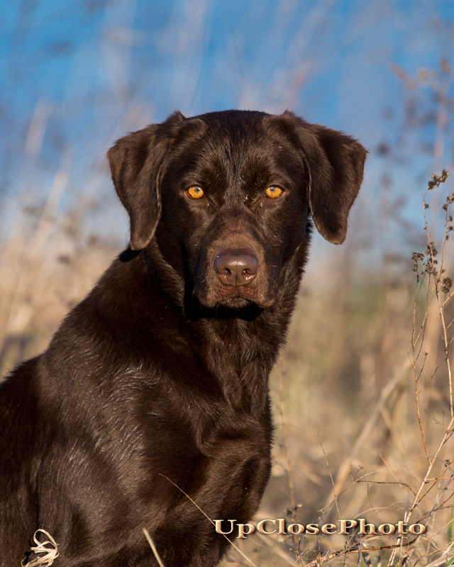 HRCH UH Flatwoods Dolly Sue MH | Chocolate Labrador Retriver