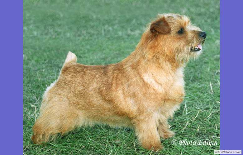 Belleville Expression | Norfolk Terrier 