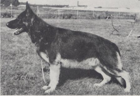 Enno von der Pollerburg | German Shepherd Dog 