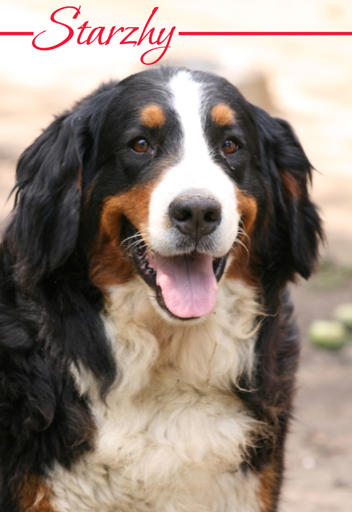 Sennenhund Rossii Feya | Bernese Mountain Dog 