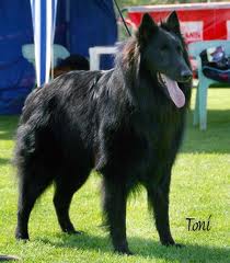 Hector de Belliamici | Belgian Groenendael 