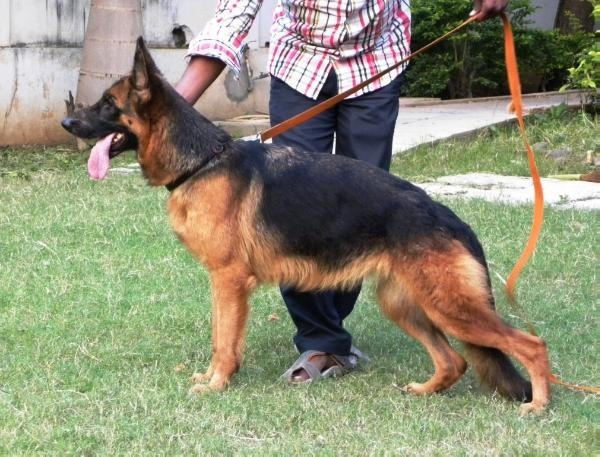 Cathy vom Marble | German Shepherd Dog 