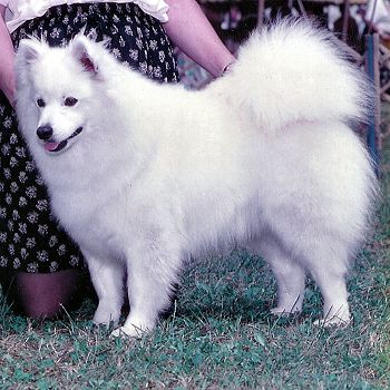 Pat's Irish First Lady of CMT | American Eskimo Dog 