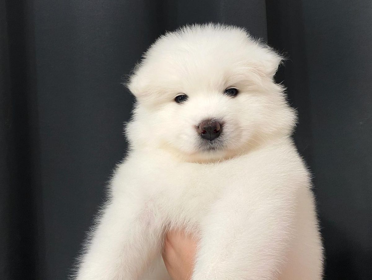 Alkhabor Almira Twinkling Star | Samoyed 