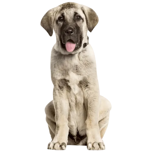 Anatolian-Shepherd-Dog