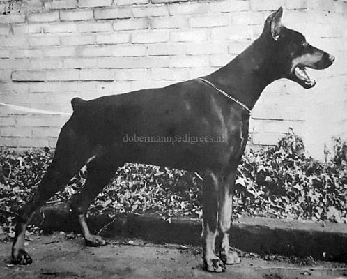 Don v. Oranien Stolz | Black Doberman Pinscher