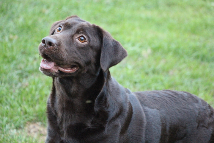 CH Mclean's Texas Holly | Chocolate Labrador Retriver